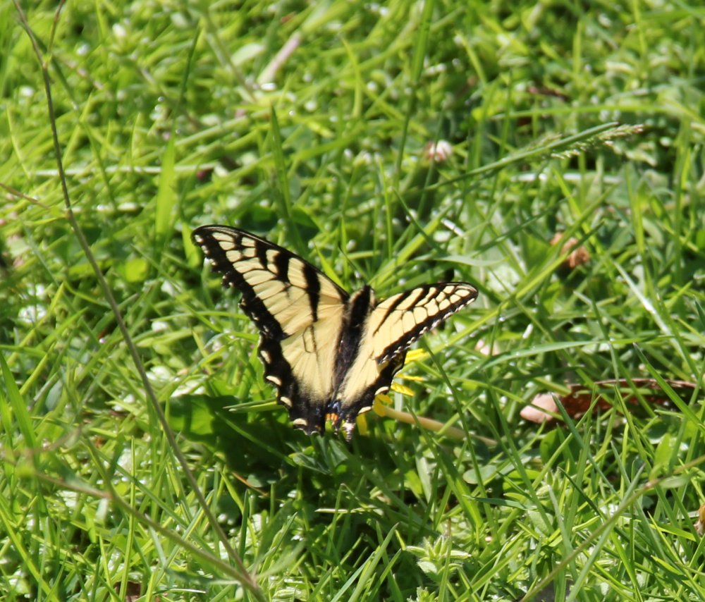 Appalachian Tiger Swallowtail Butterfly